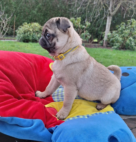 Carlin - Superbe femelle Carlin immédiatement disponible