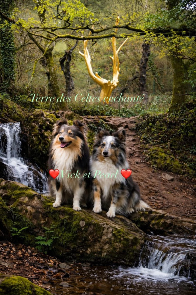 Shetland Sheepdog - Chiots Shetland Sheepdog Elevage Des Terres Celtes Enchantées