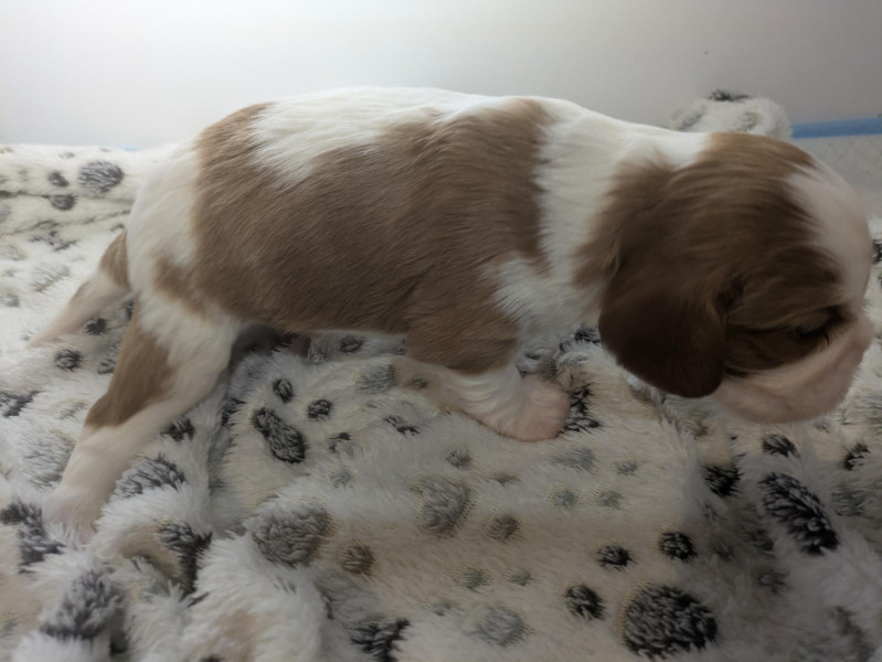 Chiot Cavalier King Charles Spaniel