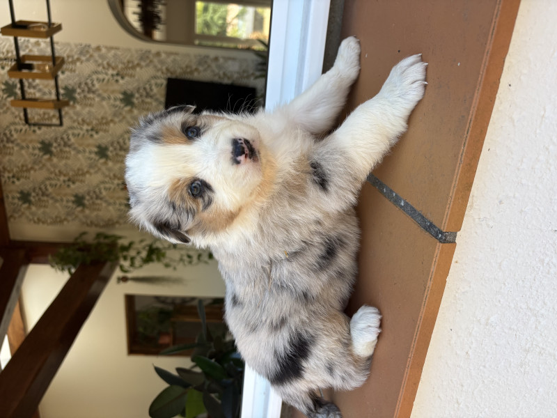 Berger Australien - Chiot berger australien LOF