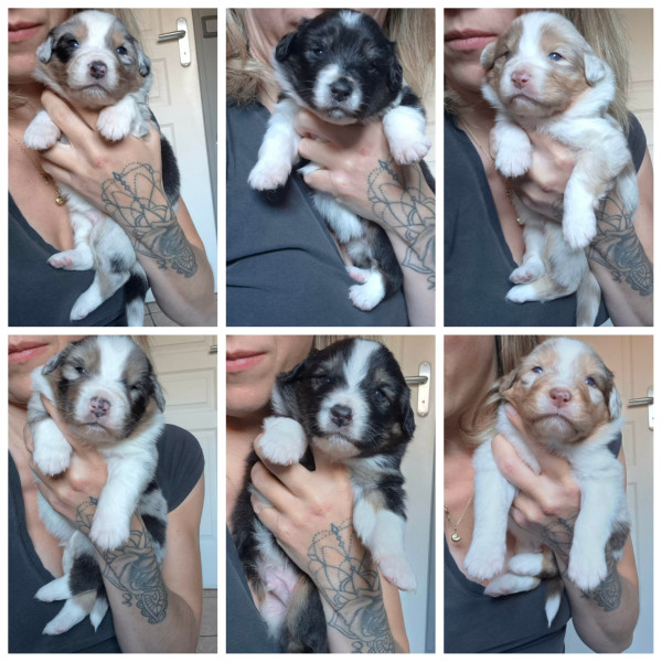 Berger Australien - Chiots Bergers Australiens LOF - En cours d'attribution