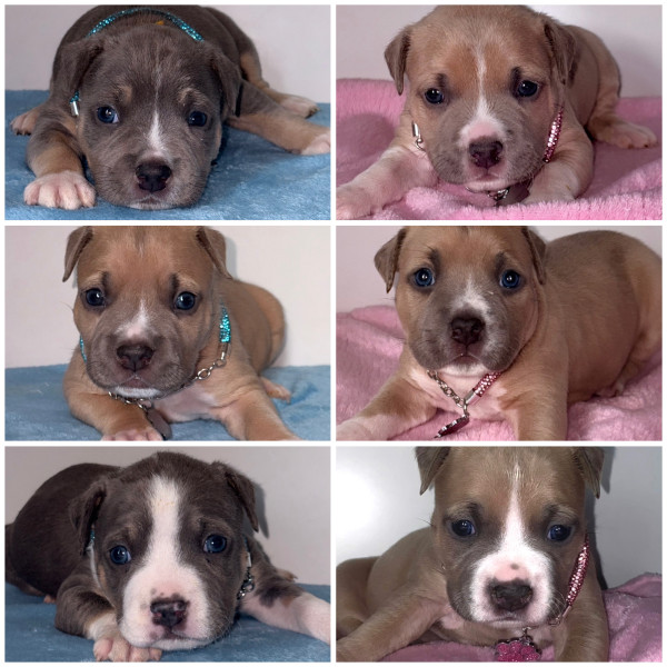 American Staffordshire Terrier - Magnifique chiots amstaff bleu tricolore/blue fawn