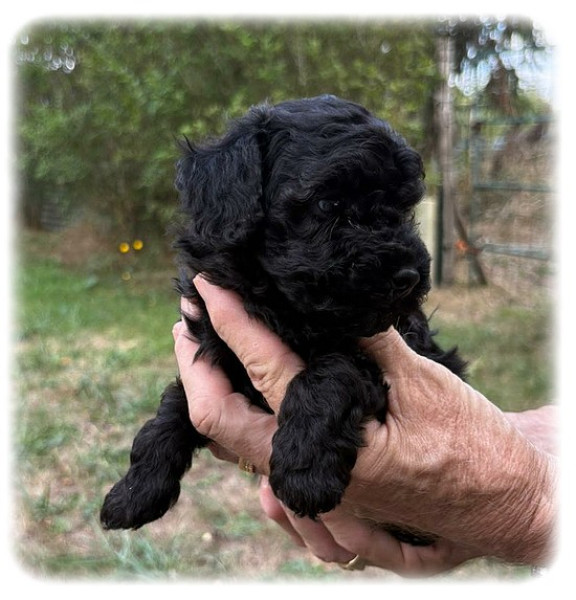 Caniche - beaux caniches noirs