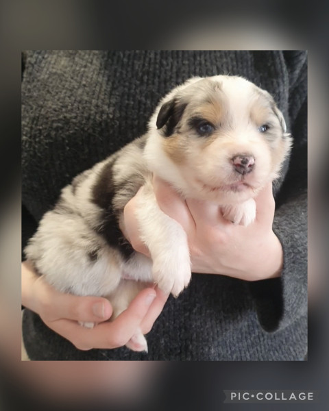 Berger Australien - Chiots LOF bergers australiens