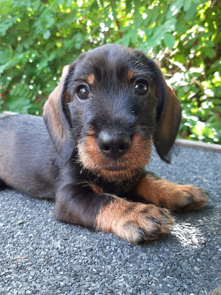 Chiot Teckel poil dur