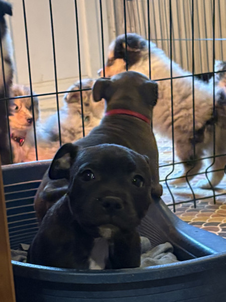 Staffordshire Bull Terrier - STAFFIE LOF - JACK AND WHITE