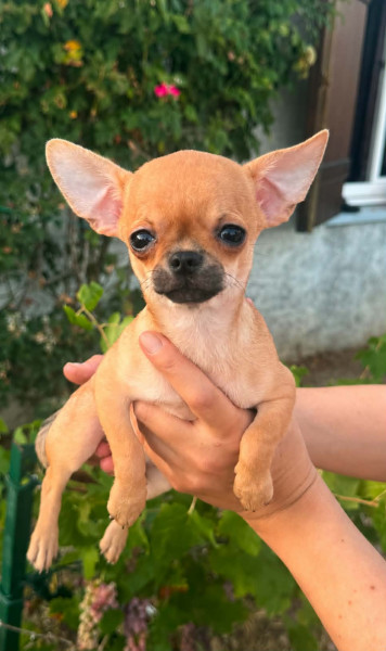 Chihuahua - Superbes Chiots Chihuahua