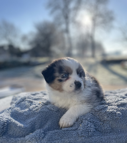 Berger Américain Miniature  - Chiot berger américain miniature