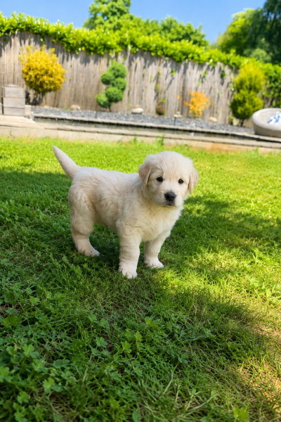 Golden Retriever - Chiot golden retriever LOF