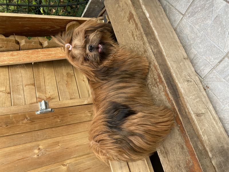 Shih Tzu - jolie femelle shih tzu