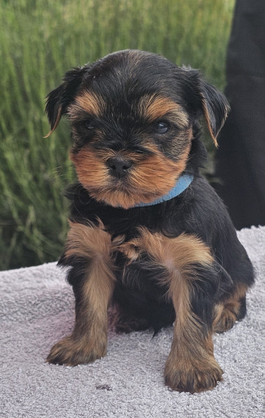Yorkshire Terrier - Yorkshire Terrier LOF : 4 mâles et 2 femelles