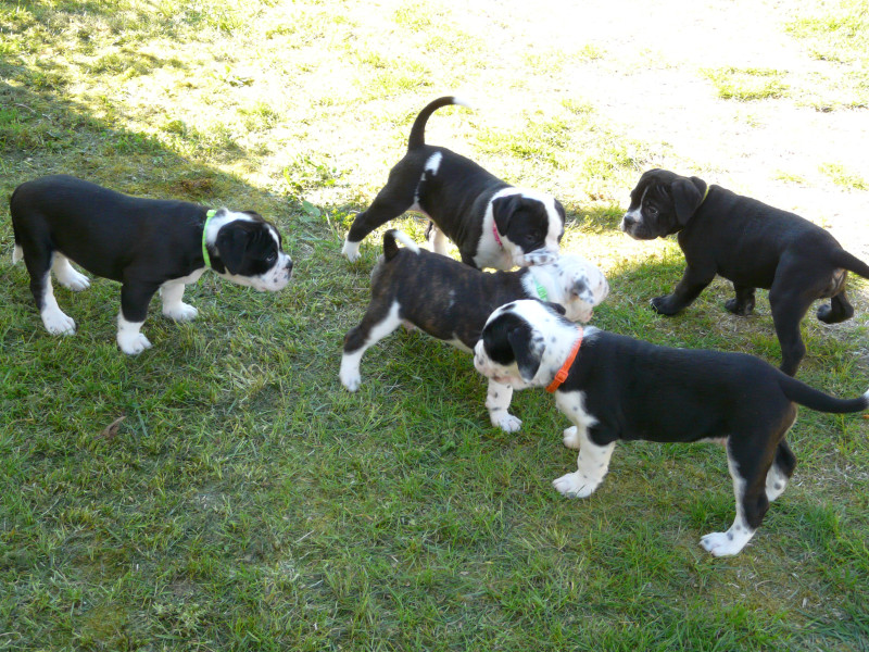 Bulldog continental - chiot bulldog continental