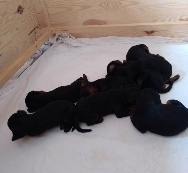 Setter Gordon - Chiots Setter Gordon - Des Contreforts du Pic