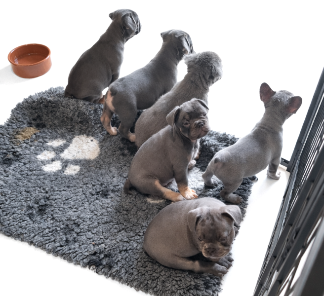 Bouledogue français - Bouledogue français