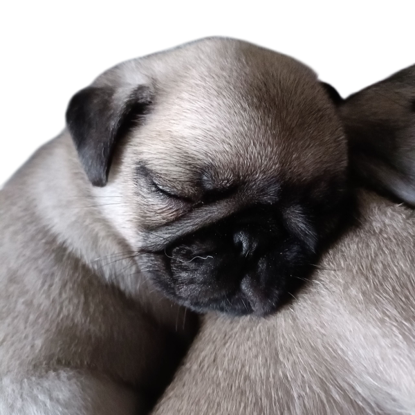 Carlin - À réserver chiot carlin