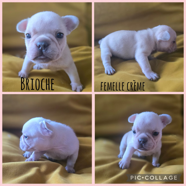 Bouledogue français - Bouledogue Français