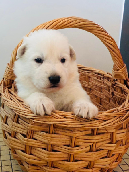 Berger Blanc Suisse - Berger blanc suisse - Des rubis de l'eternité