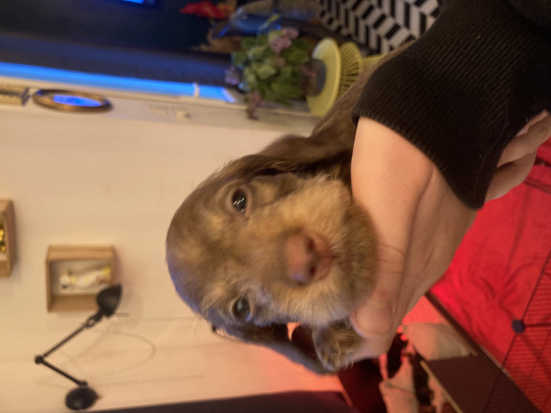 Teckel poil dur - Teckels poil dur