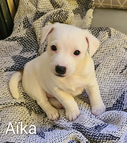 Jack Russell Terrier - 4 adorables chiots Jack Russel Terrier