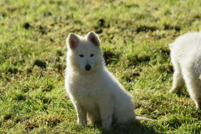 Berger Blanc Suisse - VENDS CHIOTS BERGER BLANC SUISSE - DOMAINE DE L'ECRIN D'ANAHID