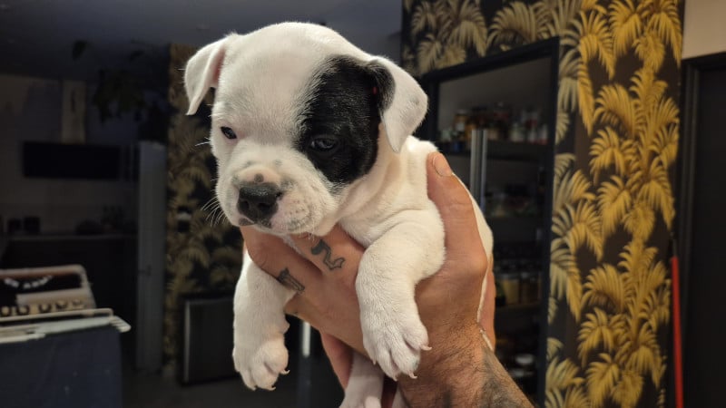 Staffordshire Bull Terrier - Chiots Staffordshire Bull Terrier // Staffie LOF