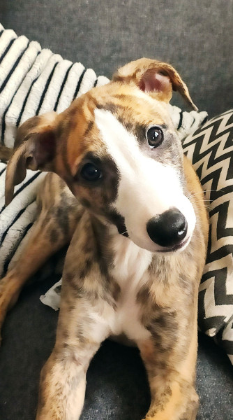 Whippet - Chiot Whippet - LOF