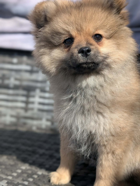 Spitz allemand - chiots spitz allemand - un ?illet en Provence