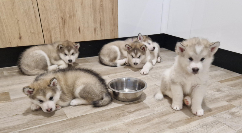 Alaskan Malamute - Chiots Malamute de l'Alaska LOF