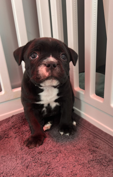 Staffordshire Bull Terrier - Chiot femelle Staffordshire bull terrier - Élevage des trésors de pablo