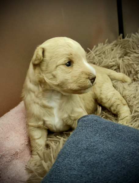 Lakeland Terrier - Chiots Lakeland Terrier
