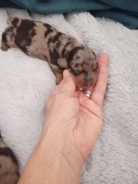 Chiot Teckel poil ras