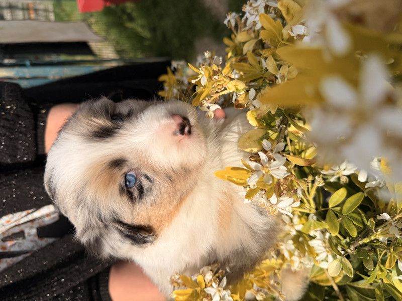 Berger Australien - À réserver - Chiots Berger Australien LOF