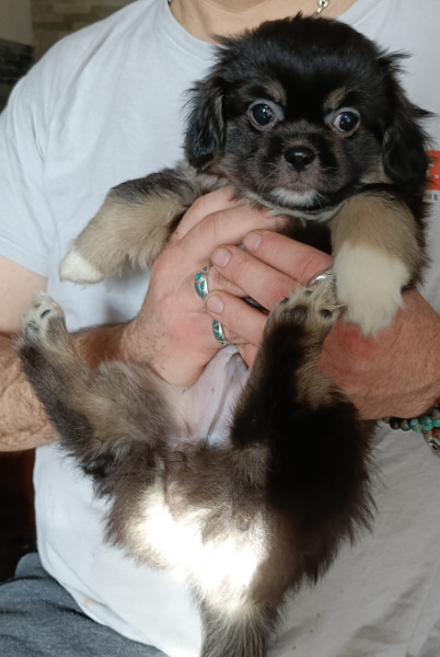 Epagneul tibetain - Chiots épagneul tibétain LOF