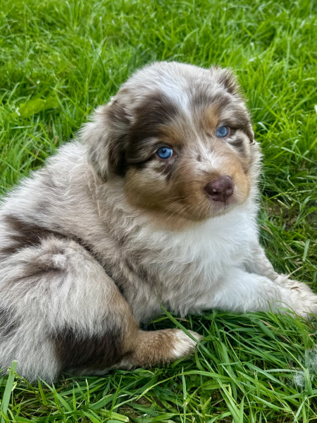 Berger Australien - Chiots bergers australiens lof