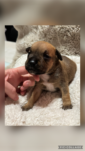 Staffordshire Bull Terrier - Staffie LOF - Of the stafford black panther