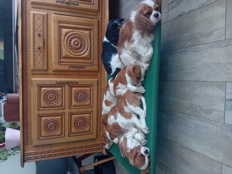 Cavalier King Charles Spaniel - Reste : 3 femelles Blenheim , Cav.king charles