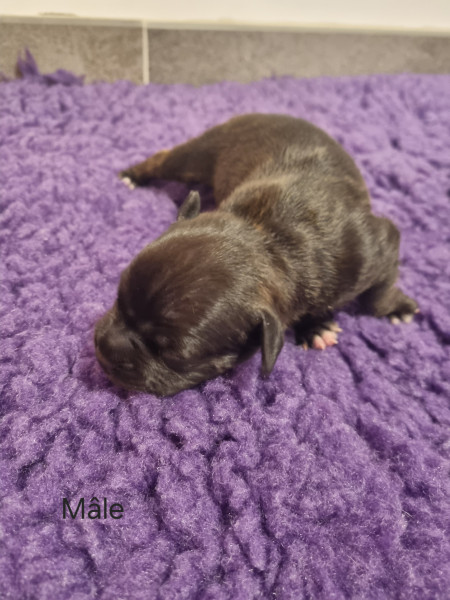Staffordshire Bull Terrier - Chiot mâle