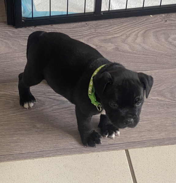 Staffordshire Bull Terrier - Chiots Staffordshire Bull Terrier Noir