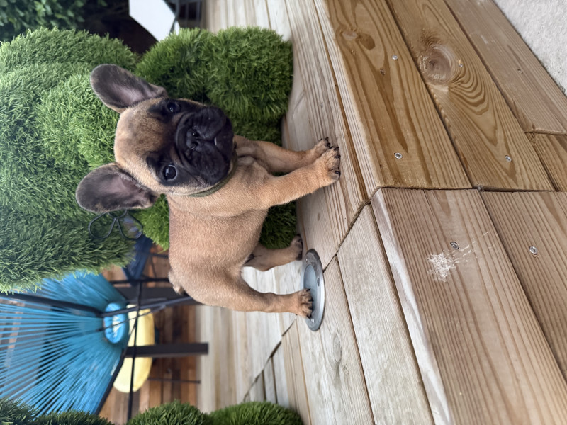 Bouledogue français - Chiots bouledogues français inscrit au lof