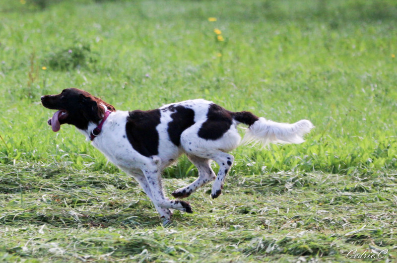 Chiot Petit Epagneul de Münster
