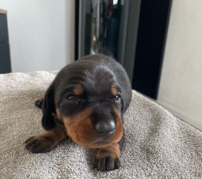 Teckel poil ras - Chiots teckels poil ras standards  LOF