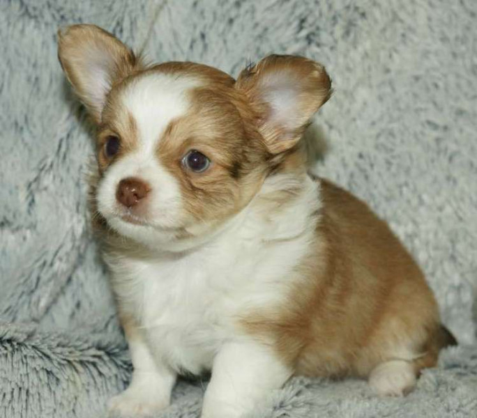 Chihuahua - chiot Chihuahua poils long males bicolore non lof - DE LA CROIX LORRAINE