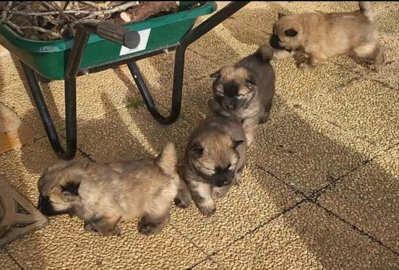 Eurasier - adorables chiots EURASIER LOF