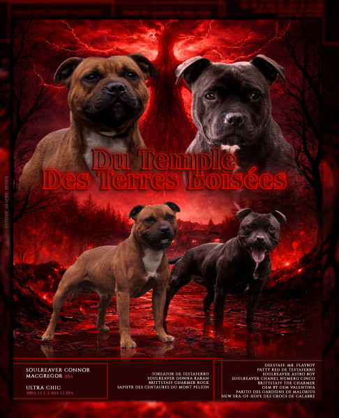 Staffordshire Bull Terrier - À réserver Staffordshire Bull Terrier