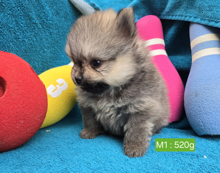 Spitz allemand - vend bébés spitz allemand nain - domaine du mont tournier