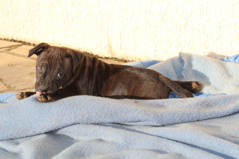 Staffordshire Bull Terrier - Chiot mâle