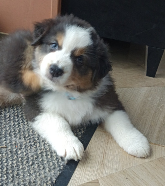 Berger Australien - Chiots Bergers australiens LOF dans le 17