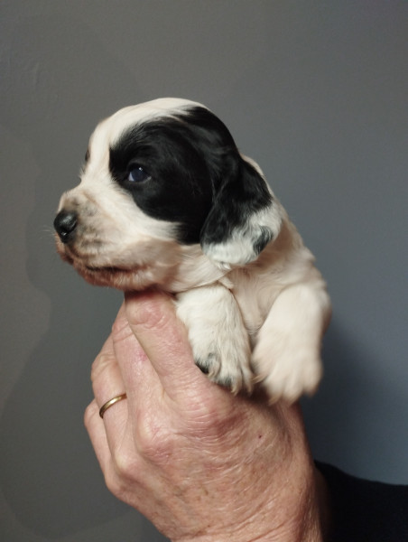 Cocker Spaniel Anglais - WORKING COCKER