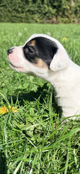Jack Russell Terrier - Chiots Jack Russell Terrier par Tattoo du Mas Ensoleillé × Punch des Coteaux du Lambon