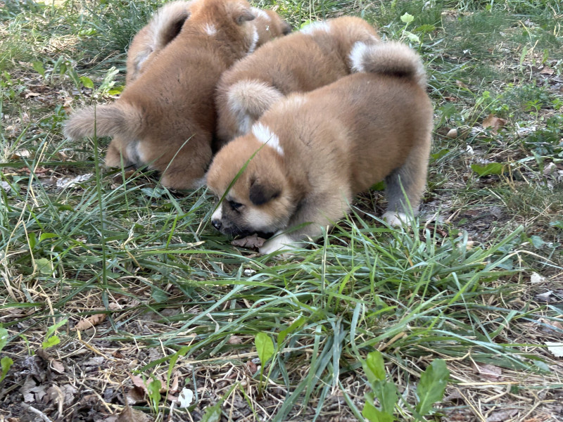Chiot Akita
